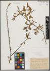 Foto von Salix tominii Dode